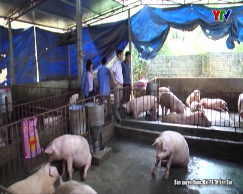 Các hộ chăn nuôi lợn cần thận trọng khi tái đàn