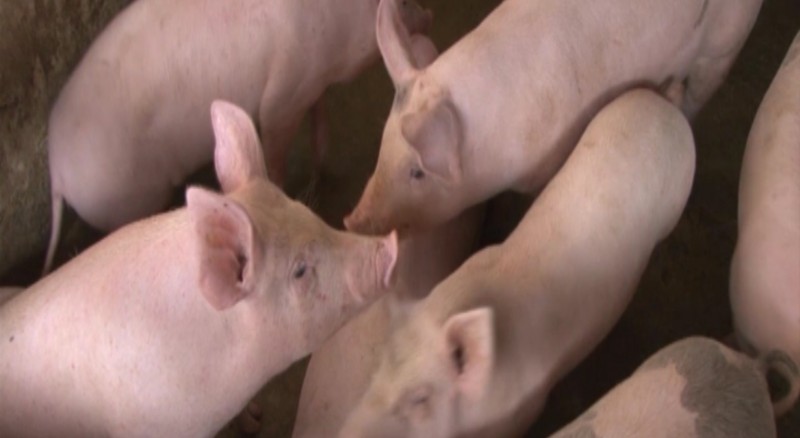 Lục Yên: 5 xã công bố hết dịch tả lợn châu Phi