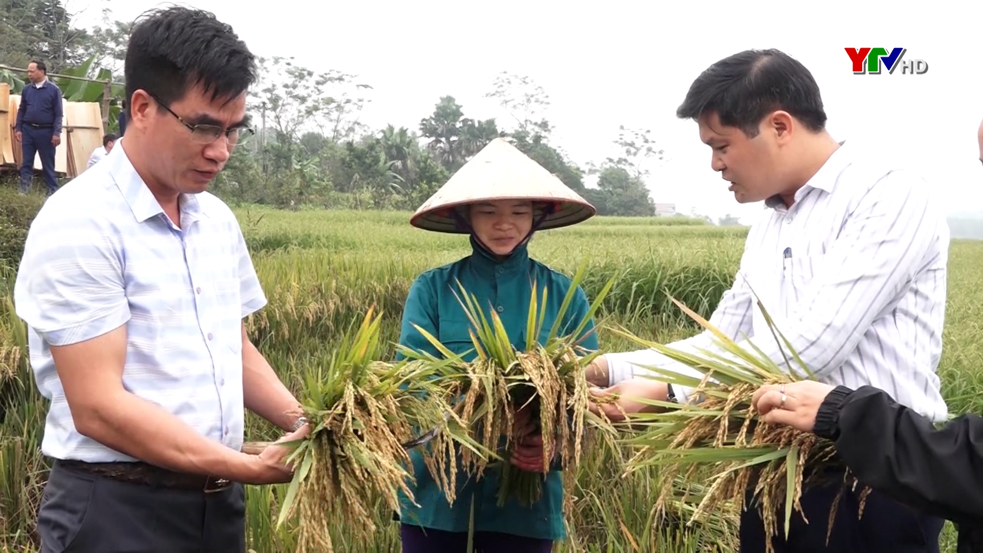 Xã Tô Mậu huyện Lục Yên áp dụng thành công mô hình lúa “ vụ 3”