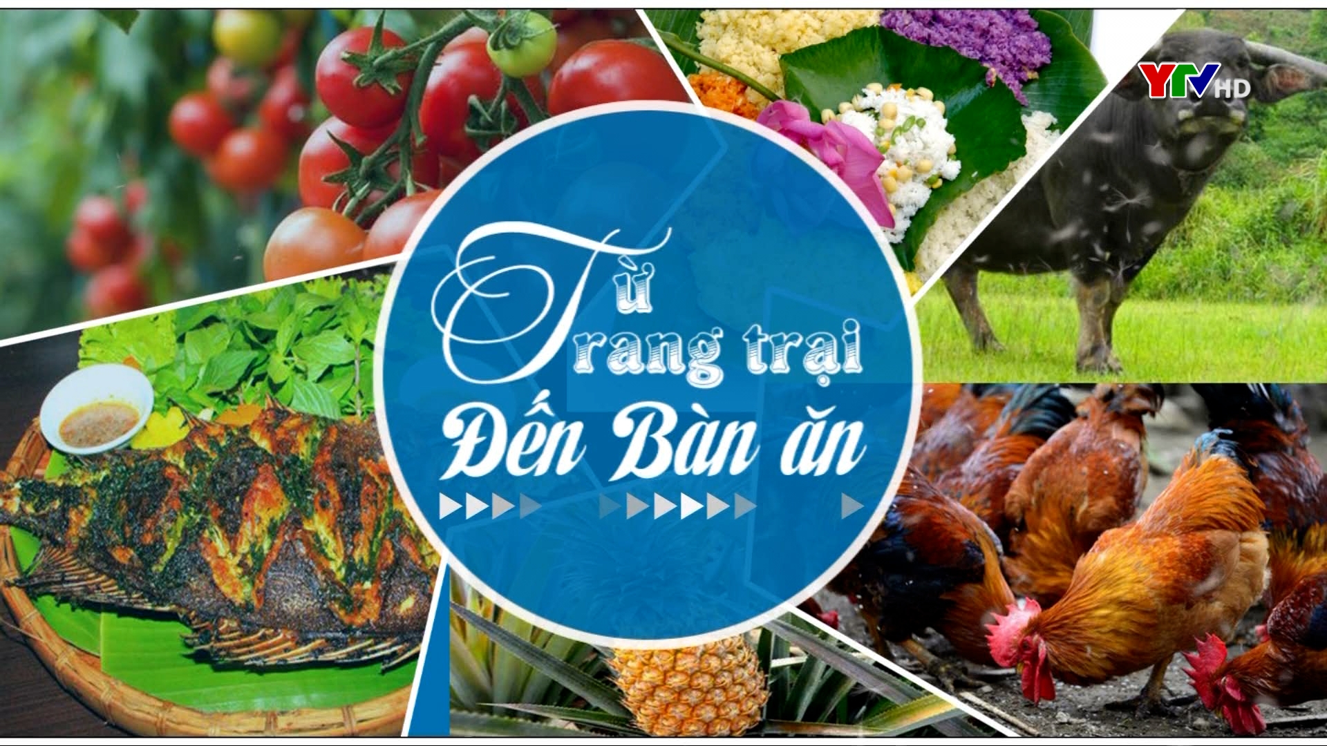 Thanh long ruột đỏ - Cây trồng cho hiệu quả kinh tế cao ở xã Minh Quân, huyện Trấn Yên
