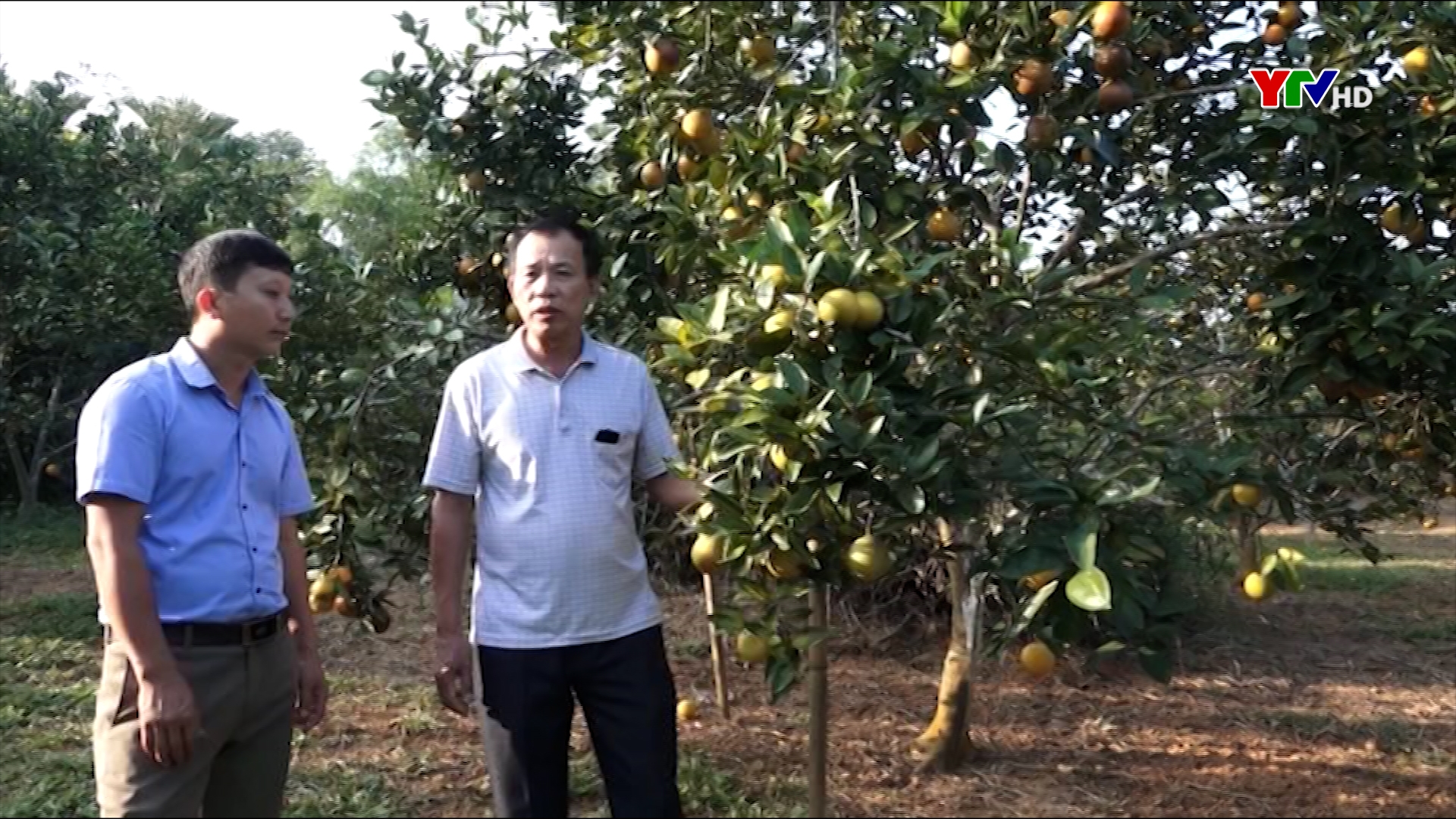 Huyện Lục Yên tập trung phát triển cây ăn quả có múi