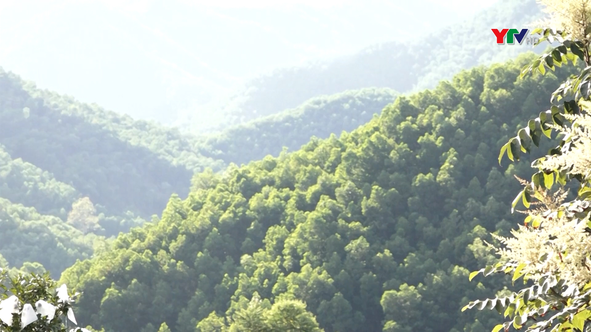 Lục Yên hoàn thành vượt kế hoạch trồng rừng năm 2021
