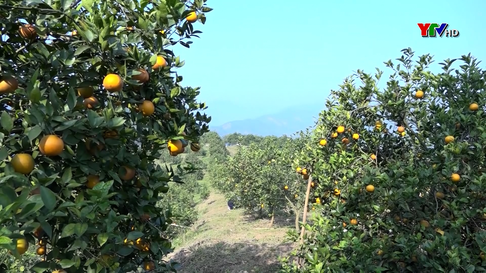 Công ty TNHH Sơn Tùng, huyện Lục Yên mở rộng vùng trồng cam
