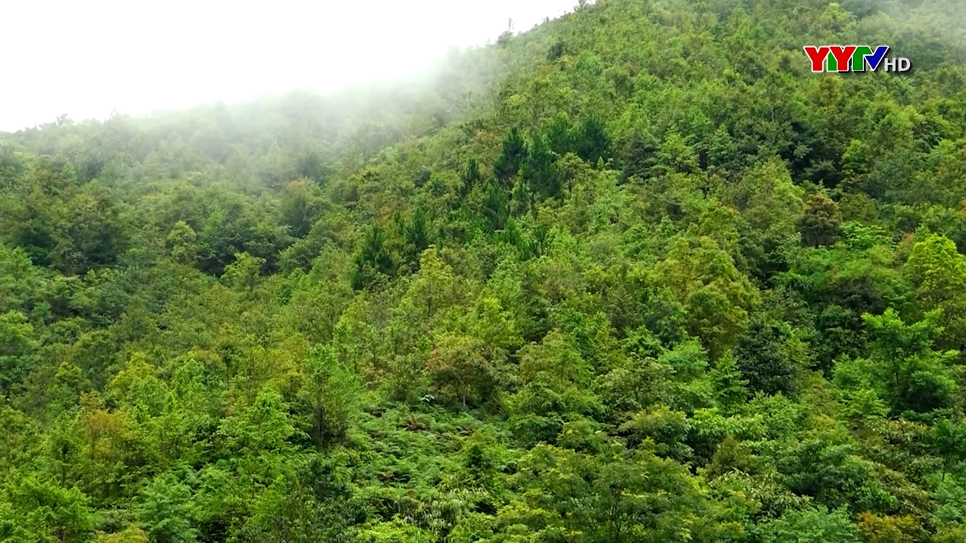 Chính sách chi trả dịch vụ môi trường rừng góp phần nâng cao ý thức bảo vệ rừng của người dân Trạm Tấu