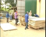 Tỉnh Yên Bái khai thác 300 nghìn m3 gỗ rừng trồng