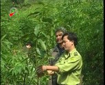 Văn Yên trồng mới hơn 2500 ha rừng
