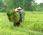 Tổng sản lượng lương thực có hạt năm 2011 của Văn Chấn đạt 57700 tấn