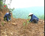Yên Bái hoàn thành vượt mức kế hoạch trồng rừng