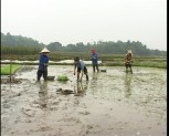 Sản xuất lương thực ở Yên Bái - một năm nhiều thắng lợi