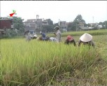 Thị xã Nghĩa lộ: Giá trị thu nhập trên 1 ha đất 2 vụ lúa đạt 118 triệu đồng