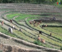 Huyện Văn Chấn chủ động phòng chống rét cho gia súc