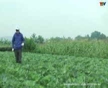 Phát triển trồng rau an toàn tại TP Yên Bái