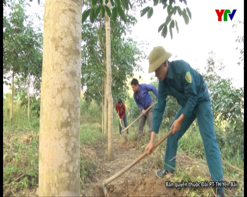 Triển vọng cây cao su ở Yên Bái