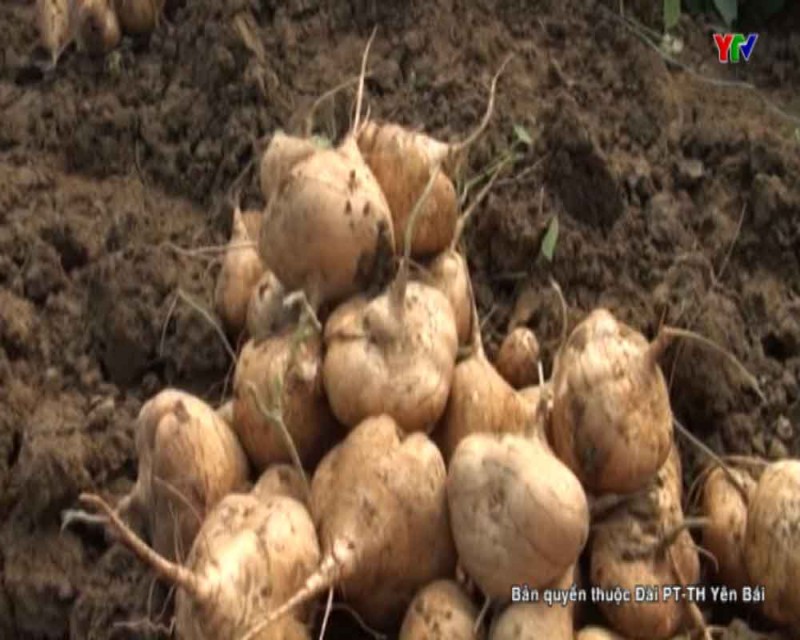 Hiệu quả từ trồng củ đậu ở huyện Lục Yên