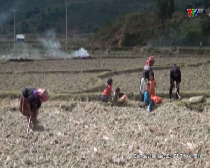 Huyện Mù Cang Chải tập trung gieo trồng lúa mì và khoai tây