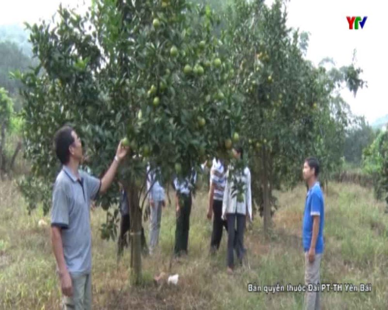 Huyện Văn Chấn đề nghị hỗ trợ trồng 200 ha cam