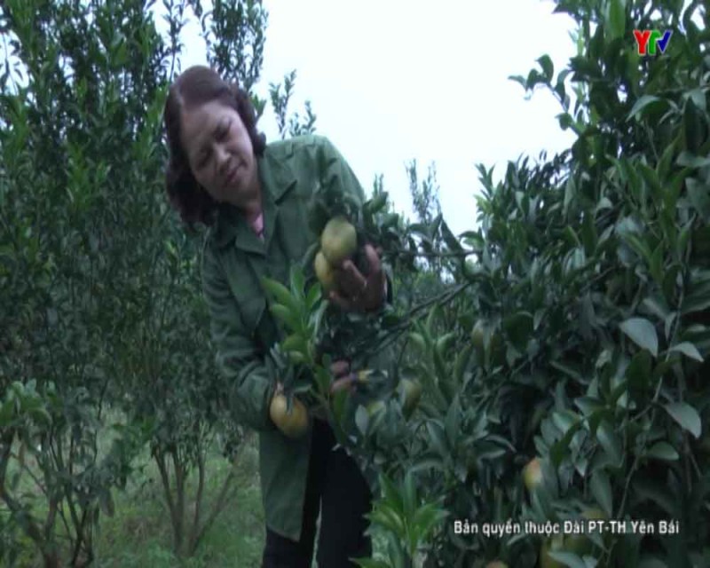Huyện Văn Chấn tiếp tục phát huy hiệu quả đề án phát triển cây ăn quả có múi
