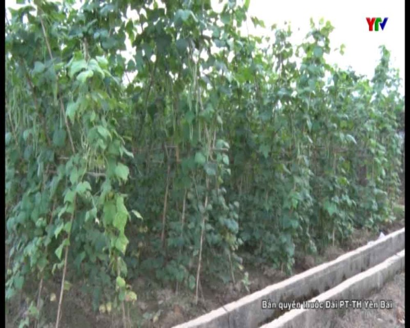 Huyện Văn Chấn chuyển đổi 26 ha diện tích đất kém hiệu quả sang các cây trồng khác