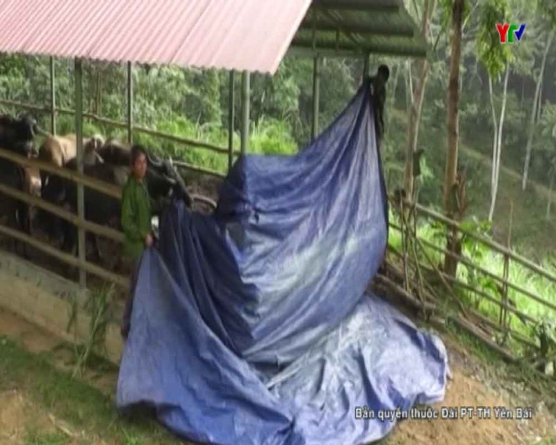 Huyện Văn Yên chủ động phòng chống rét cho đàn vật nuôi
