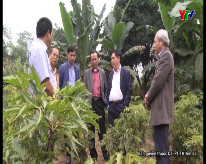 Thăm quan thực địa vùng cây thuốc nam tại huyện Văn Yên
