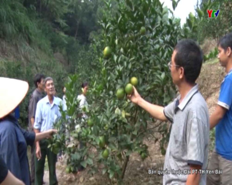 Đồng bào các dân tộc huyện Văn Chấn làm giàu từ cây cam