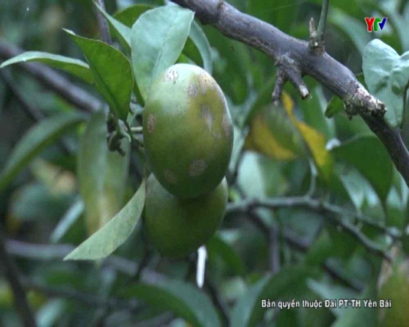Sản lượng cây ăn quả toàn tỉnh đạt khoảng trên 32.200 tấn.