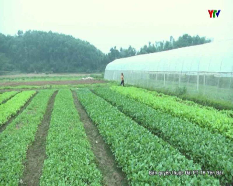 TP Yên Bái đẩy mạnh sản xuất rau an toàn phục vụ Tết nguyên đán