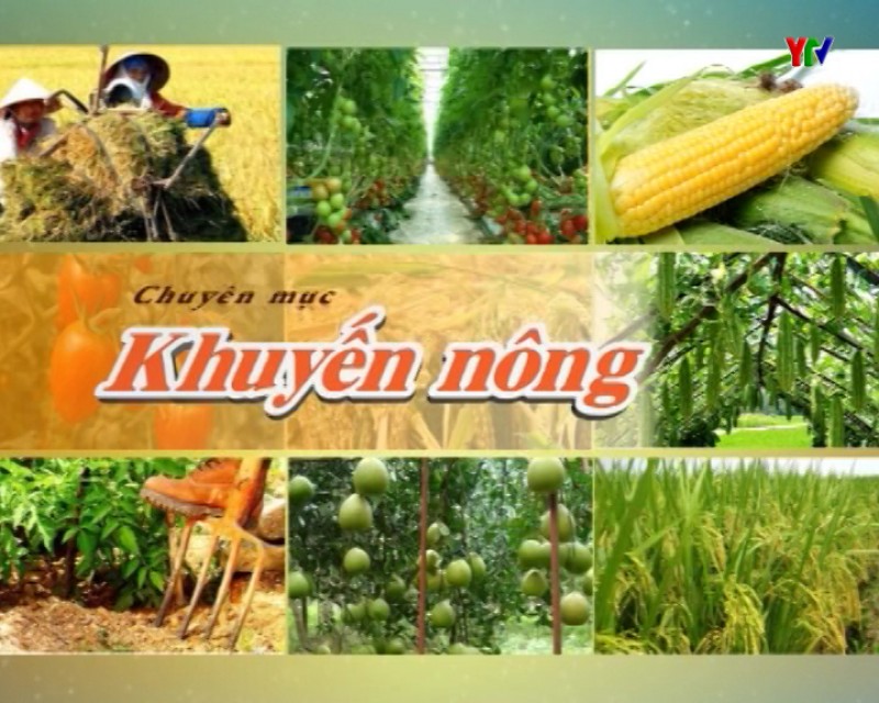 HTX Dịch vụ nông nghiệp và sản xuất rau an toàn xã Văn Phú – Cầu nối giúp người dân nâng cao thu nhập