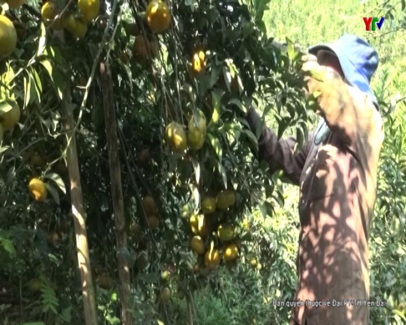 Văn Chấn phát triển vùng cây ăn quả có múi an toàn, bền vững