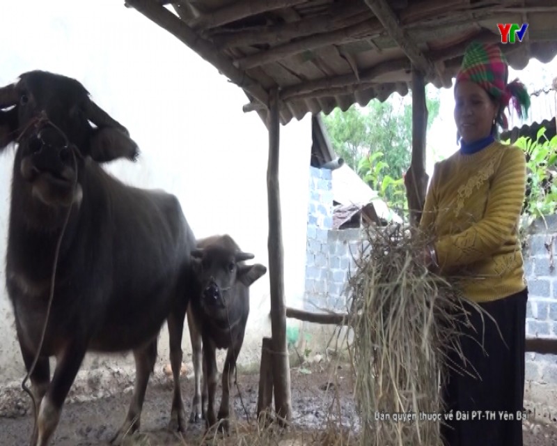 Thị xã Nghĩa Lộ chủ động phòng chống đói, rét cho đàn vật nuôi