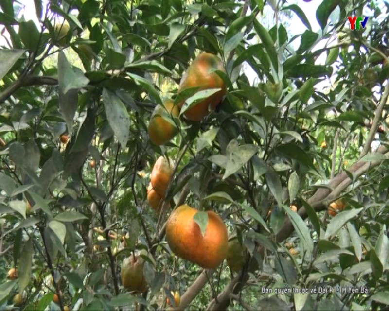 Văn Chấn phát triển bền vững vùng cây ăn quả có múi