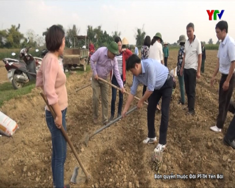 Năm 2019, huyện Trấn Yên phấn đấu trồng 200ha dâu tằm