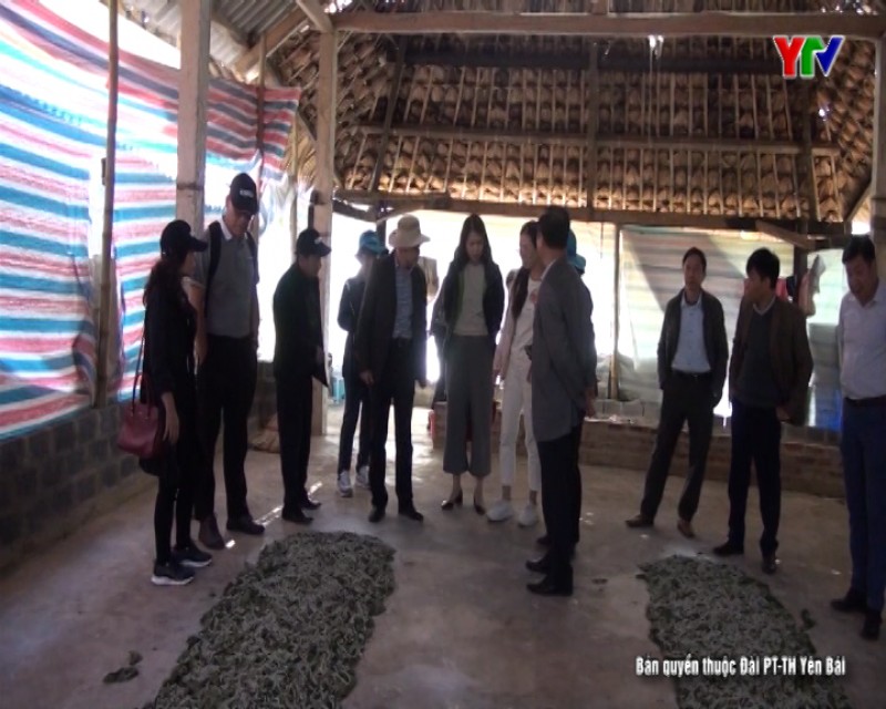 Đoàn công tác của Dự án KOPIA Hàn Quốc khảo sát dự án dâu tằm tơ tại huyện Văn Chấn