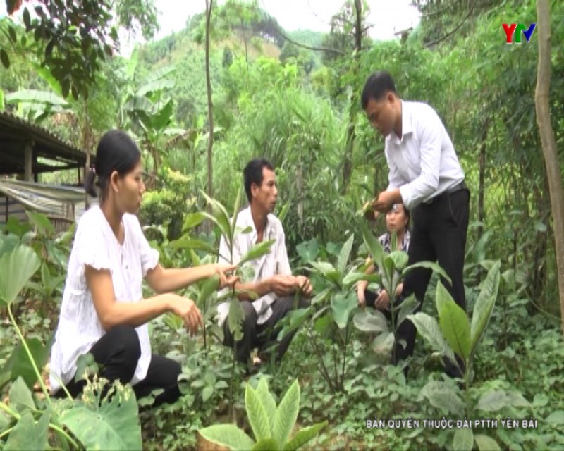 Anh Phạm Văn Tiến đưa cây khôi nhung  bén duyên với đất đồi rừng