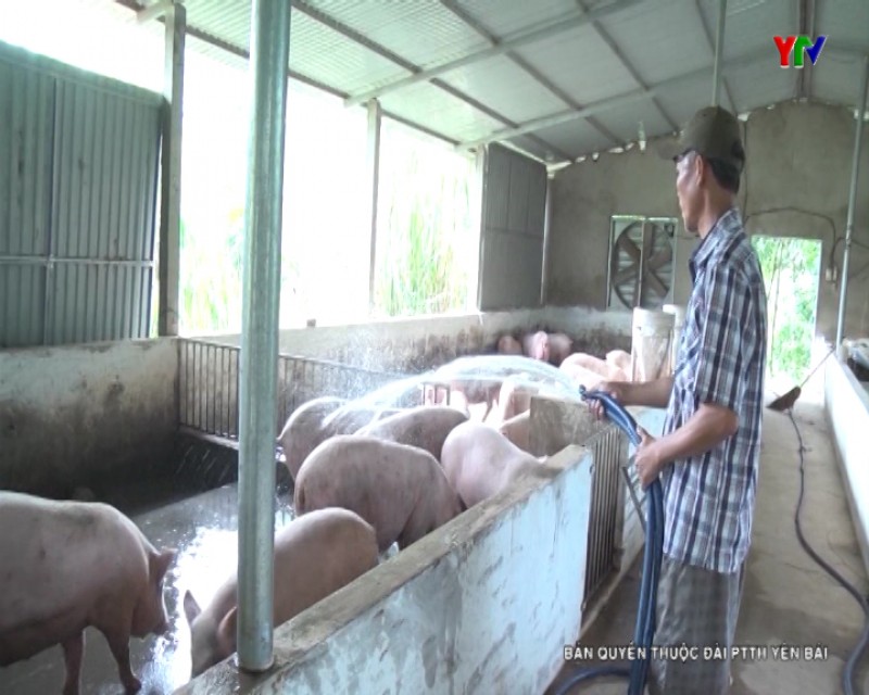 Giá lợn hơi tại Yên Bái có xu hướng giảm