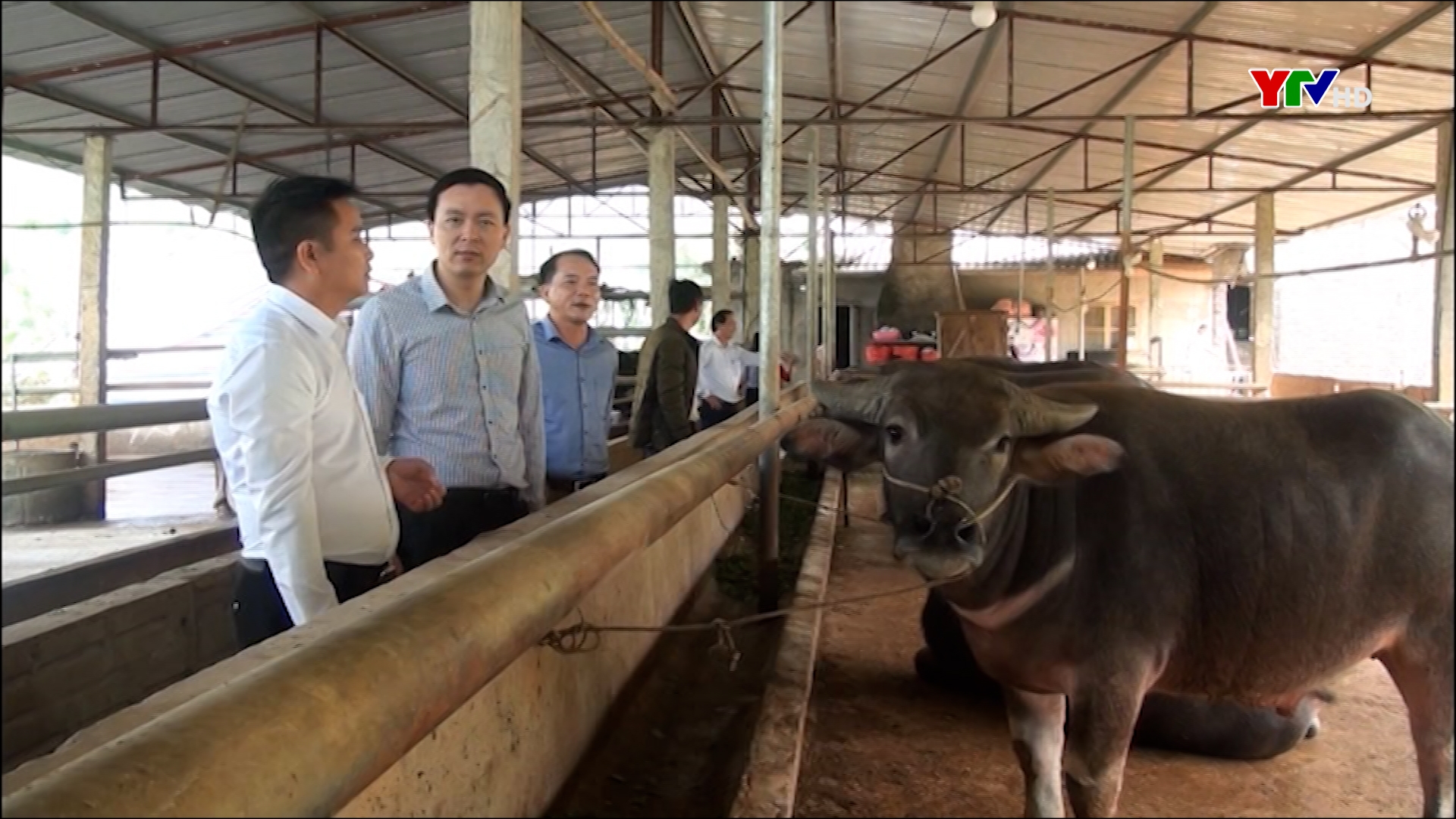 Đàn gia súc chính của huyện Yên Bình đạt 100.000 con