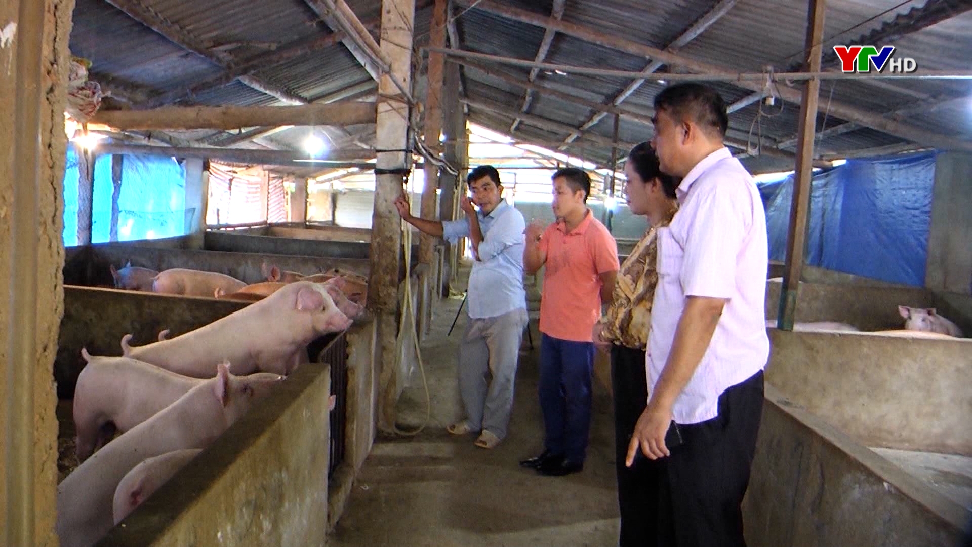 Huyện Yên Bình tập trung tái đàn lợn phục vụ nhu cầu Tết nguyên đán