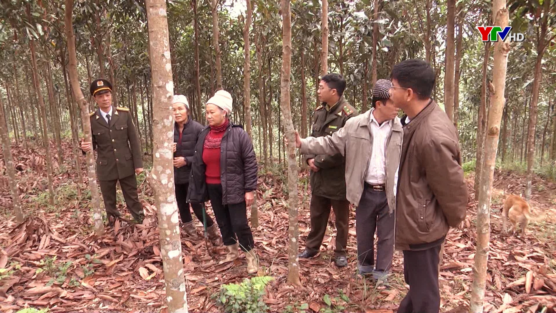Hiệu quả Đề án hỗ trợ trồng quế ở huyện Văn Chấn