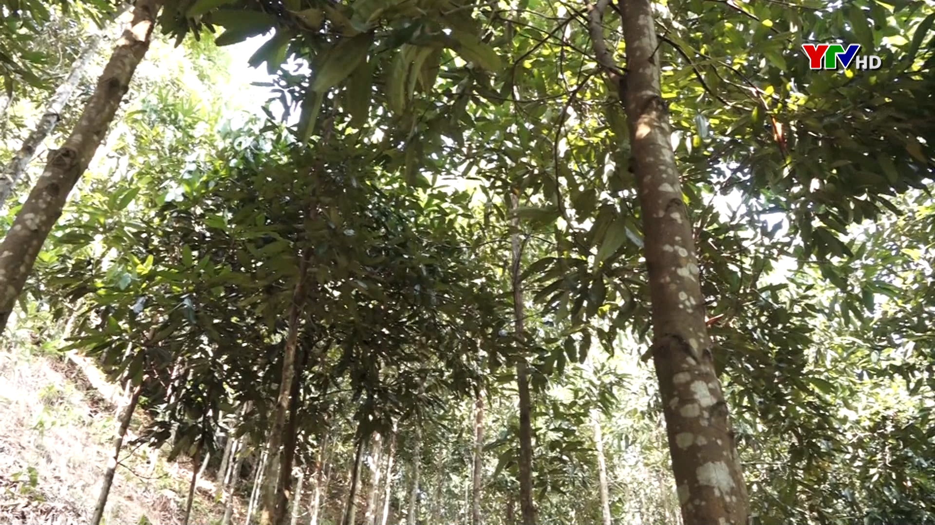 Huyện Lục Yên hoàn thành trồng 2.600 ha rừng