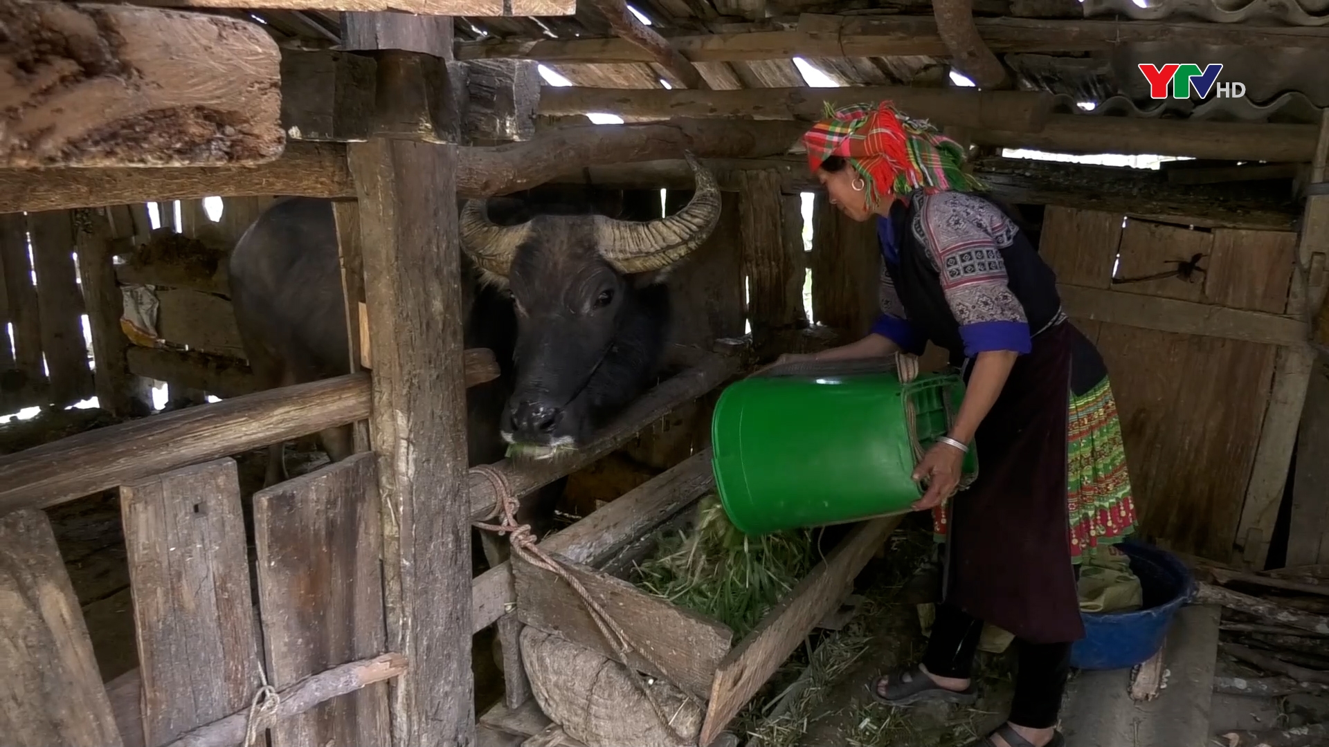 Huyện Mù Cang Chải tăng cường các biện pháp phòng chống rét cho đàn gia súc