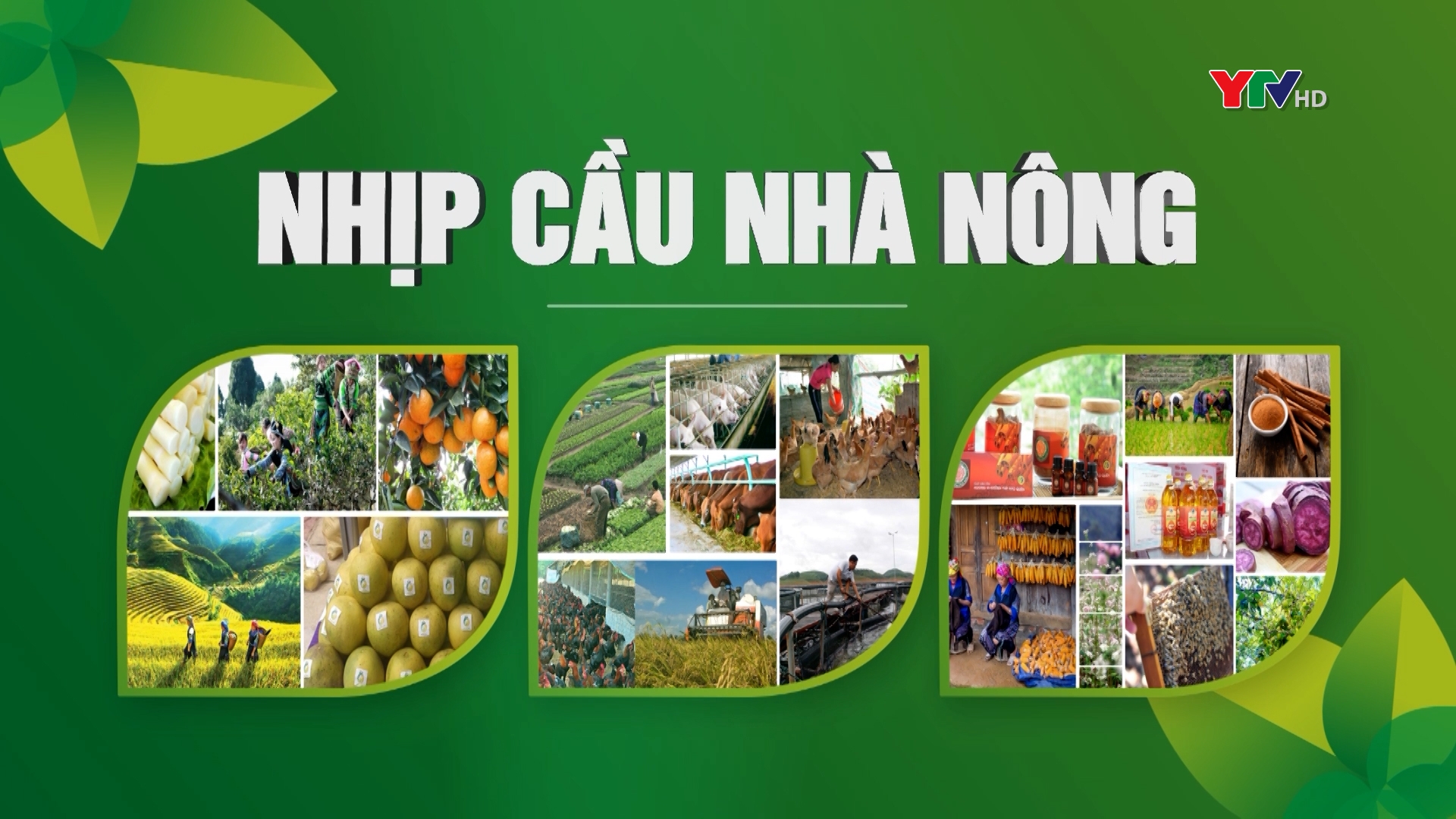 Xã Tân Nguyên, huyện Yên Bình đẩy mạnh chuyển dịch cơ cấu cây trồng vật nuôi