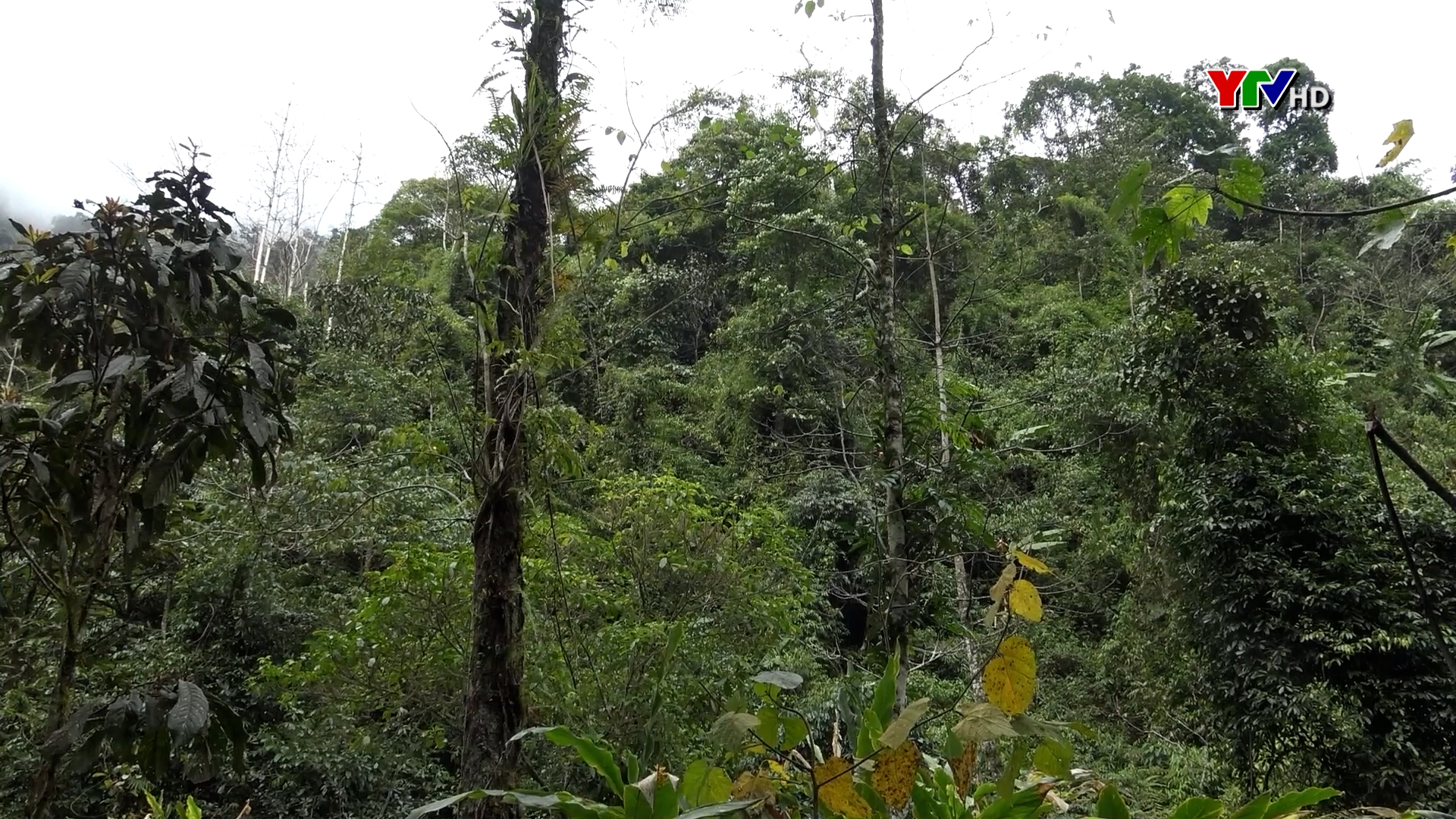 Huyện Mù Cang Chải chi trả hơn 100 tỷ đồng tiền dịch vụ môi trường rừng cho người dân.