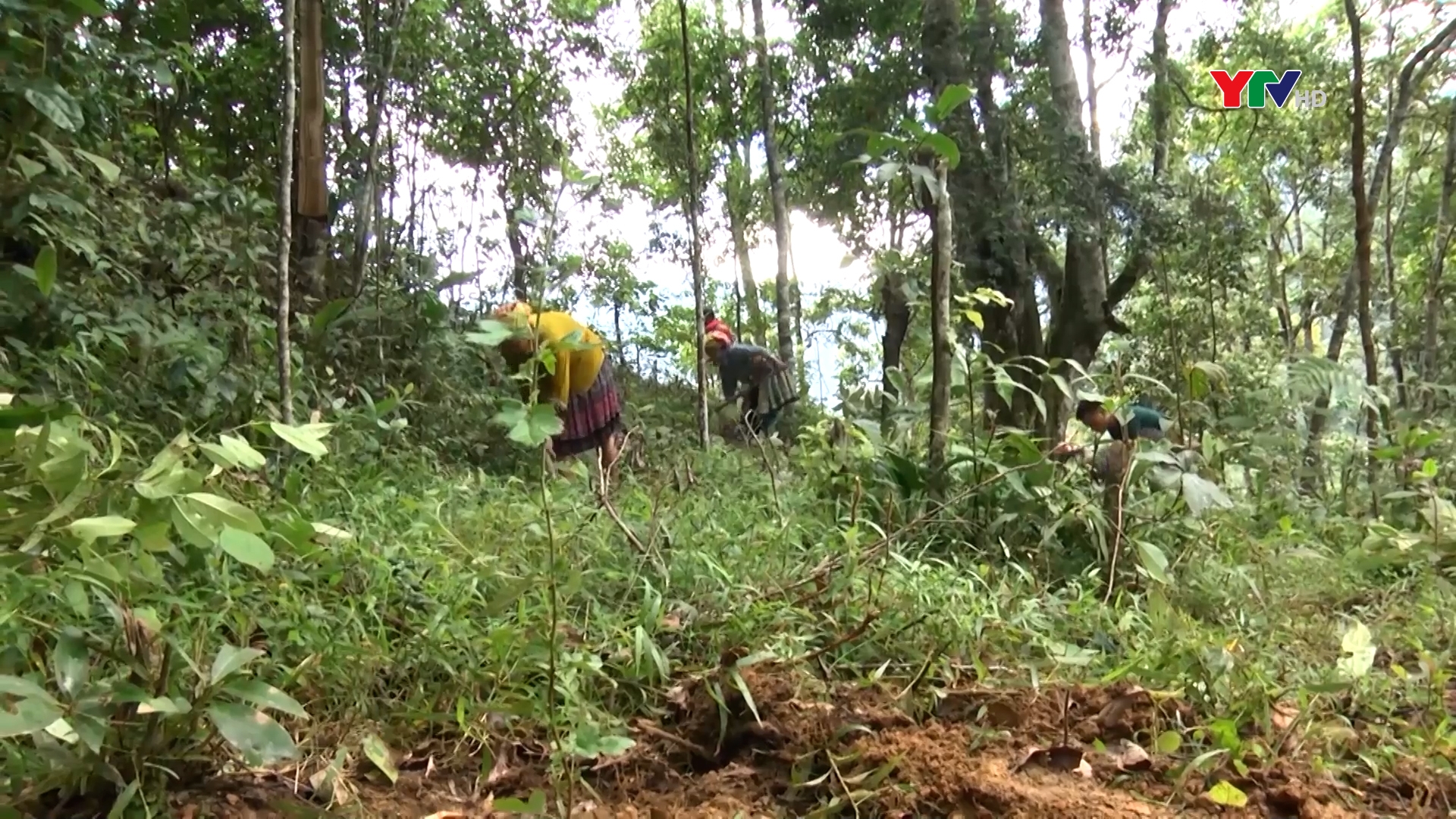 Ban quản lý rừng phòng hộ huyện Trạm Tấu trồng trên 100 ha rừng phòng hộ