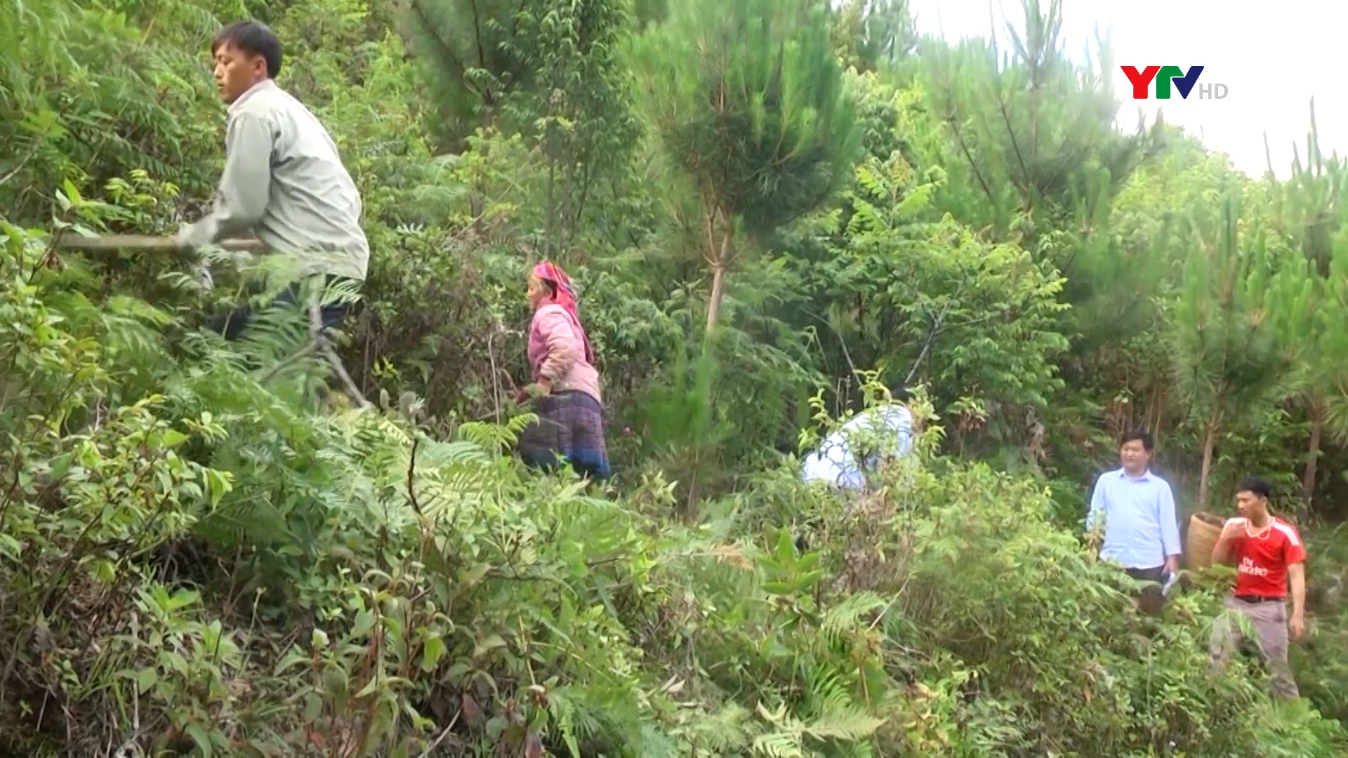 Ban Quản lý rừng phòng hộ huyện Mù Cang Chải đẩy mạnh phát triển rừng