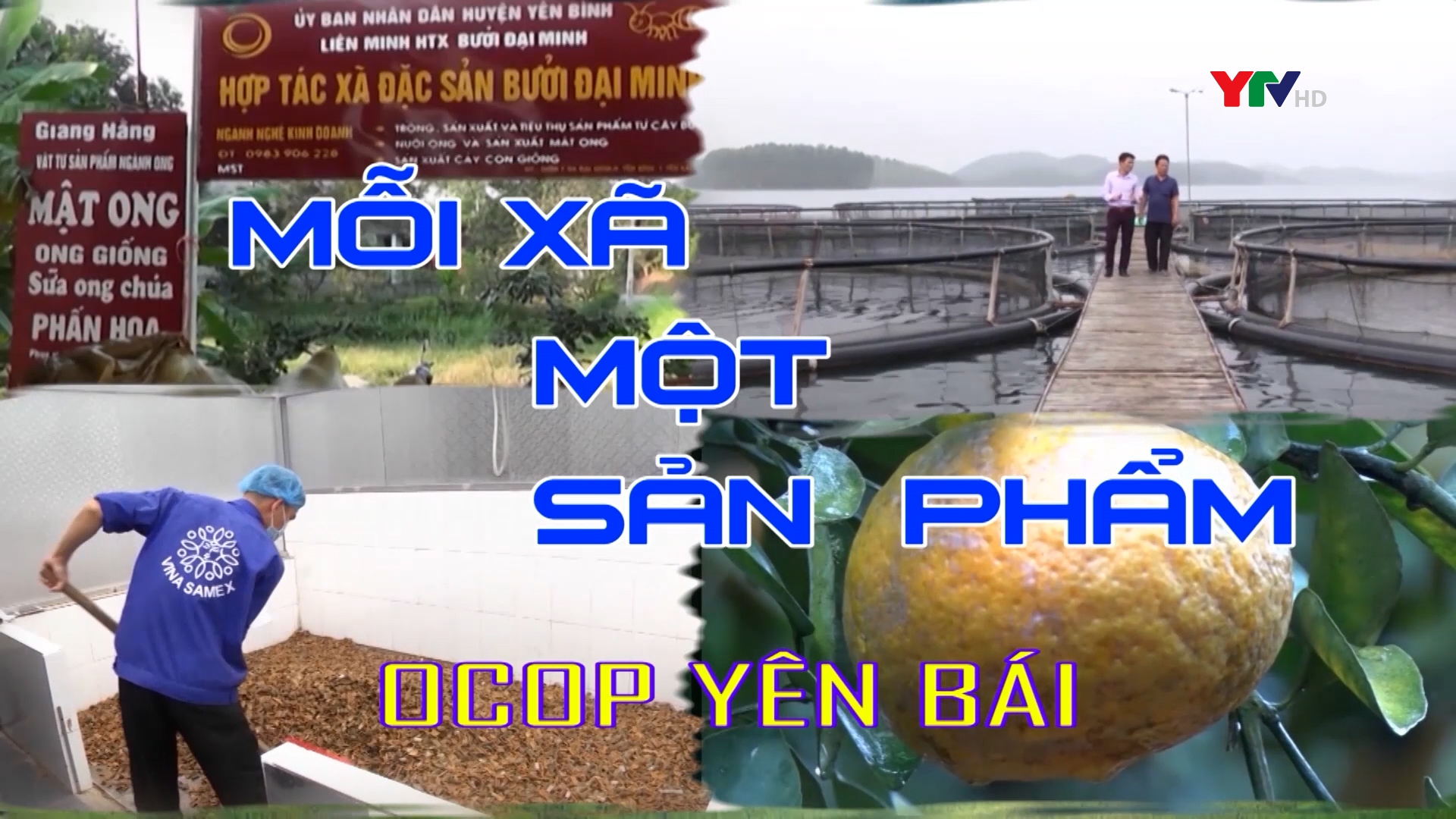 Xã Tuy Lộc, thành phố Yên Bái phát triển sản phẩm OCOP rau cải ngọt