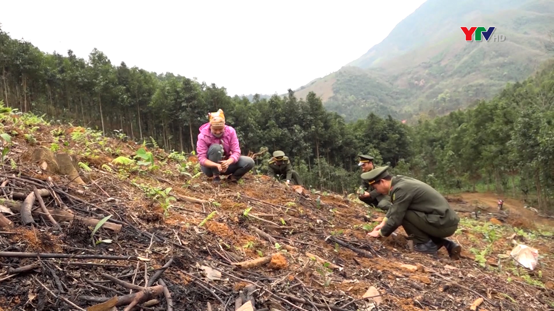 Huyện Văn Yên trồng mới trên 3.000 ha rừng