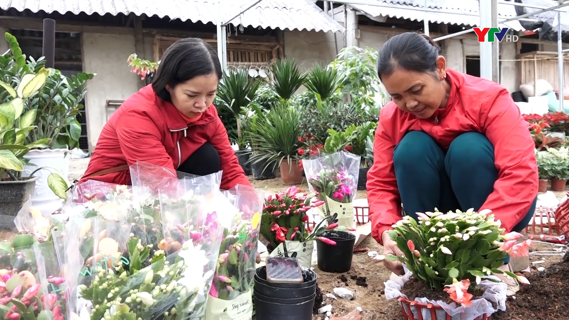 Nông dân huyện Lục Yên tích cực chăm sóc hoa phục vụ Tết