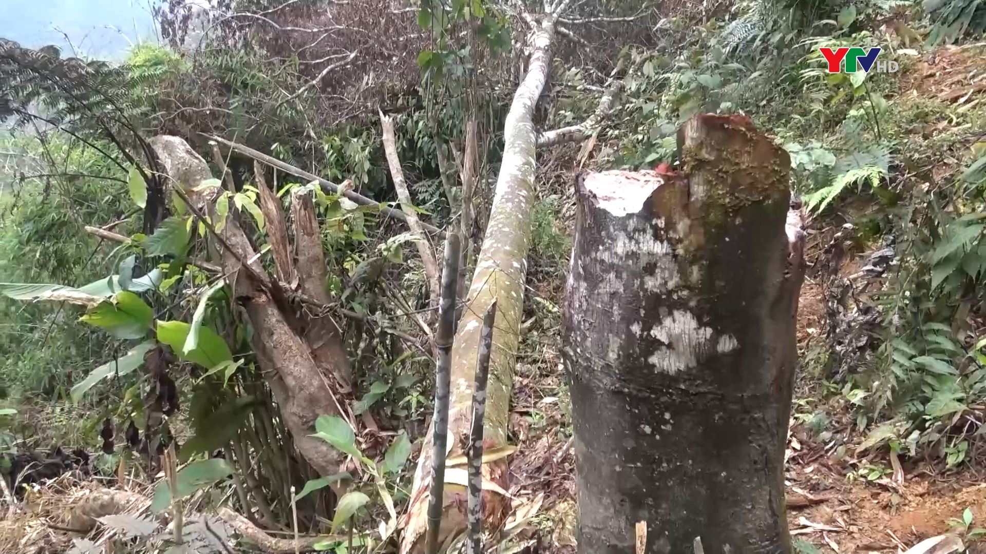 Những khó khăn trong công tác quản lý, bảo vệ rừng ở Trạm bảo vệ rừng Văn Chấn