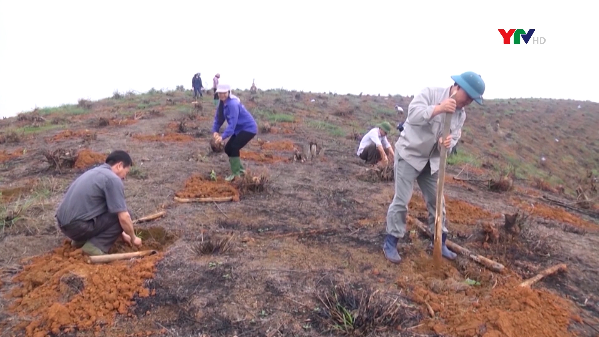 Công ty TNHH-MTV Lâm nghiệp Thác Bà trồng mới hơn 100 ha rừng