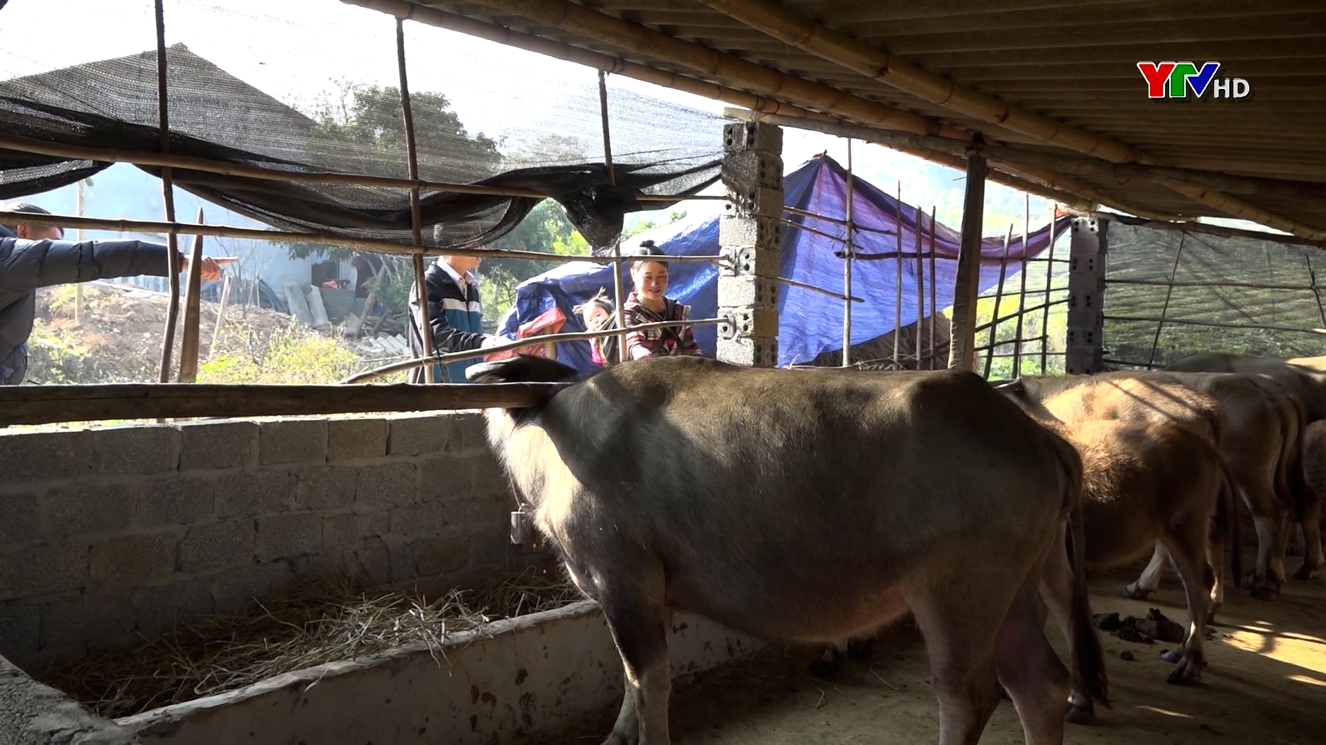 Văn Chấn: Chủ động phòng chống đói, rét cho gia súc